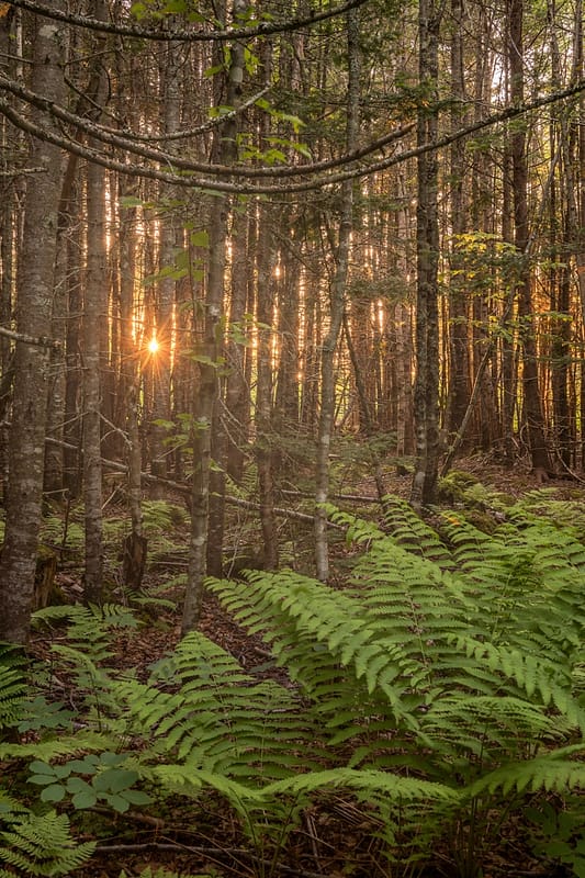 Bosque al atardecer en el Parque Nacional de Fundy