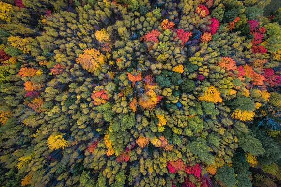 Foto aérea de bosque en otoño